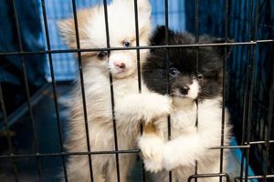 Adopt an ASPCA Puppy: Find Your Furry Friend My Caring Dog – Tips, Stories, and Care Guides for Loving Pet Owners Adopt an ASPCA Puppy: Find Your Furry Friend | My Caring Dog – Tips, Stories, and Care Guides for Loving Pet Owners