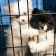 Adopt an ASPCA Puppy: Find Your Furry Friend | My Caring Dog – Tips, Stories, and Care Guides for Loving Pet Owners