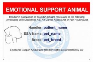 Top America Service Pets: A Guide for Pet Owners My Caring Dog – Tips, Stories, and Care Guides for Loving Pet Owners Top America Service Pets: A Guide for Pet Owners | My Caring Dog – Tips, Stories, and Care Guides for Loving Pet Owners