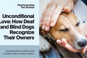 Essential Guide: Caring for Deaf & Blind Dogs My Caring Dog – Tips, Stories, and Care Guides for Loving Pet Owners Essential Guide: Caring for Deaf & Blind Dogs | My Caring Dog – Tips, Stories, and Care Guides for Loving Pet Owners