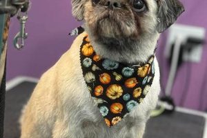 Top Dog Day Care in Fort Mill, SC | My Caring Dog – Tips, Stories, and Care Guides for Loving Pet Owners