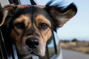 Recognizing Dog Anxiety in Car Symptoms & Solutions My Caring Dog – Tips, Stories, and Care Guides for Loving Pet Owners Recognizing Dog Anxiety in Car Symptoms & Solutions | My Caring Dog – Tips, Stories, and Care Guides for Loving Pet Owners