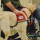 Pots Service Dog Training Near Me | My Caring Dog – Tips, Stories, and Care Guides for Loving Pet Owners