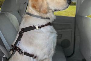 Best Kurgo Tru-Fit Smart Dog Car Harness: Guide My Caring Dog – Tips, Stories, and Care Guides for Loving Pet Owners Best Kurgo Tru-Fit Smart Dog Car Harness: Guide | My Caring Dog – Tips, Stories, and Care Guides for Loving Pet Owners