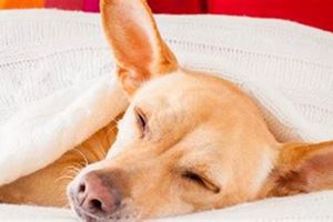 Dog Sick? Home Care Guide for Your Pup My Caring Dog – Tips, Stories, and Care Guides for Loving Pet Owners Dog Sick? Home Care Guide for Your Pup | My Caring Dog – Tips, Stories, and Care Guides for Loving Pet Owners