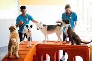 Best Dog Day Care in Durango, CO | Top Rated | My Caring Dog – Tips, Stories, and Care Guides for Loving Pet Owners