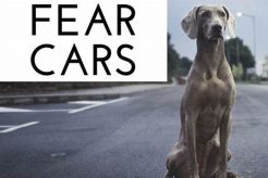 How To Train A Dog To Be Afraid Of Cars My Caring Dog – Tips, Stories, and Care Guides for Loving Pet Owners How To Train A Dog To Be Afraid Of Cars | My Caring Dog – Tips, Stories, and Care Guides for Loving Pet Owners