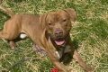 Find Your Pawfect Dog: Chicago Pet Adoption My Caring Dog – Tips, Stories, and Care Guides for Loving Pet Owners Find Your Pawfect Dog: Chicago Pet Adoption | My Caring Dog – Tips, Stories, and Care Guides for Loving Pet Owners