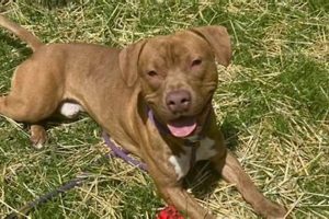 Find Your Pawfect Dog: Chicago Pet Adoption My Caring Dog – Tips, Stories, and Care Guides for Loving Pet Owners Find Your Pawfect Dog: Chicago Pet Adoption | My Caring Dog – Tips, Stories, and Care Guides for Loving Pet Owners