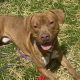 Find Your Pawfect Dog: Chicago Pet Adoption | My Caring Dog – Tips, Stories, and Care Guides for Loving Pet Owners