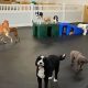 Best Dog Day Care in Zurich: Safe & Fun | My Caring Dog – Tips, Stories, and Care Guides for Loving Pet Owners