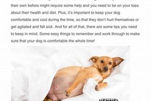 Expert Guide: Pregnant Dog Care Tips & Advice My Caring Dog – Tips, Stories, and Care Guides for Loving Pet Owners Expert Guide: Pregnant Dog Care Tips & Advice | My Caring Dog – Tips, Stories, and Care Guides for Loving Pet Owners