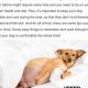 Expert Guide: Pregnant Dog Care Tips &amp; Advice | My Caring Dog – Tips, Stories, and Care Guides for Loving Pet Owners