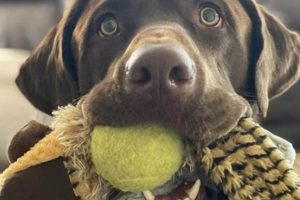 Best Service Dogs in Colorado Springs CO: Your Guide My Caring Dog – Tips, Stories, and Care Guides for Loving Pet Owners Best Service Dogs in Colorado Springs CO: Your Guide | My Caring Dog – Tips, Stories, and Care Guides for Loving Pet Owners