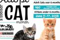 Adopt a Dog in St. Louis | Humane Society My Caring Dog – Tips, Stories, and Care Guides for Loving Pet Owners Adopt a Dog in St. Louis | Humane Society | My Caring Dog – Tips, Stories, and Care Guides for Loving Pet Owners