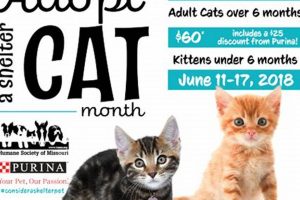 Adopt a Dog in St. Louis | Humane Society My Caring Dog – Tips, Stories, and Care Guides for Loving Pet Owners Adopt a Dog in St. Louis | Humane Society | My Caring Dog – Tips, Stories, and Care Guides for Loving Pet Owners