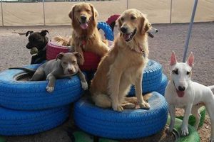 Top Dog Day Care in Las Cruces, NM My Caring Dog – Tips, Stories, and Care Guides for Loving Pet Owners Top Dog Day Care in Las Cruces, NM | My Caring Dog – Tips, Stories, and Care Guides for Loving Pet Owners