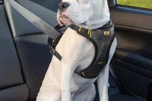 Best Dog Car Harnesses in Canada 2023 My Caring Dog – Tips, Stories, and Care Guides for Loving Pet Owners Best Dog Car Harnesses in Canada 2023 | My Caring Dog – Tips, Stories, and Care Guides for Loving Pet Owners