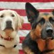Find Free Service Dogs for Veterans Near You | My Caring Dog – Tips, Stories, and Care Guides for Loving Pet Owners
