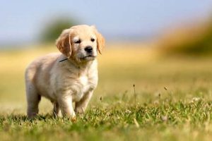 Find Your Perfect Puppy: Car Dog Edition | My Caring Dog – Tips, Stories, and Care Guides for Loving Pet Owners