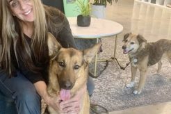 Best Service Dog Training in Orange County, CA | My Caring Dog – Tips, Stories, and Care Guides for Loving Pet Owners