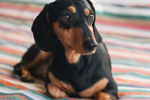 Best Kdogs Near Me: Find Korean Corn Dogs Now My Caring Dog – Tips, Stories, and Care Guides for Loving Pet Owners Best Kdogs Near Me: Find Korean Corn Dogs Now | My Caring Dog – Tips, Stories, and Care Guides for Loving Pet Owners