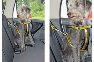 Best Dog Harness Clip for Car Safety & Travel My Caring Dog – Tips, Stories, and Care Guides for Loving Pet Owners Best Dog Harness Clip for Car Safety & Travel | My Caring Dog – Tips, Stories, and Care Guides for Loving Pet Owners