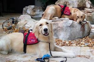 Service Dogs Florida My Caring Dog – Tips, Stories, and Care Guides for Loving Pet Owners Service Dogs Florida | My Caring Dog – Tips, Stories, and Care Guides for Loving Pet Owners