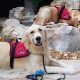 Service Dogs Florida | My Caring Dog – Tips, Stories, and Care Guides for Loving Pet Owners