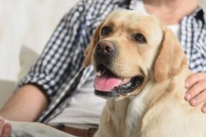 Best Care Credit Options for Pet Dogs: A Guide My Caring Dog – Tips, Stories, and Care Guides for Loving Pet Owners Best Care Credit Options for Pet Dogs: A Guide | My Caring Dog – Tips, Stories, and Care Guides for Loving Pet Owners