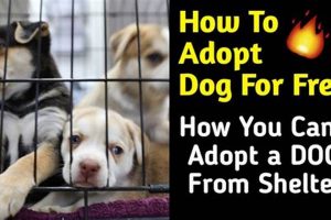 Find Free Dogs for Adoption: Best Shelters & Rescues My Caring Dog – Tips, Stories, and Care Guides for Loving Pet Owners Find Free Dogs for Adoption: Best Shelters & Rescues | My Caring Dog – Tips, Stories, and Care Guides for Loving Pet Owners