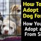 Find Free Dogs for Adoption: Best Shelters & Rescues | My Caring Dog – Tips, Stories, and Care Guides for Loving Pet Owners