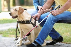 Best Assistance Dogs for Disabled People My Caring Dog – Tips, Stories, and Care Guides for Loving Pet Owners Best Assistance Dogs for Disabled People | My Caring Dog – Tips, Stories, and Care Guides for Loving Pet Owners