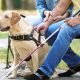 Best Assistance Dogs for Disabled People | My Caring Dog – Tips, Stories, and Care Guides for Loving Pet Owners