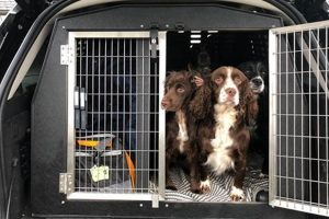 Best Dog Boxes For Car: Safe & Secure Travel My Caring Dog – Tips, Stories, and Care Guides for Loving Pet Owners Best Dog Boxes For Car: Safe & Secure Travel | My Caring Dog – Tips, Stories, and Care Guides for Loving Pet Owners
