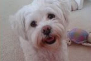 Best Dog Day Care in Taunton: Top Choices My Caring Dog – Tips, Stories, and Care Guides for Loving Pet Owners Best Dog Day Care in Taunton: Top Choices | My Caring Dog – Tips, Stories, and Care Guides for Loving Pet Owners