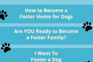 Find Loving Foster Dogs for Adoption Today! My Caring Dog – Tips, Stories, and Care Guides for Loving Pet Owners Find Loving Foster Dogs for Adoption Today! | My Caring Dog – Tips, Stories, and Care Guides for Loving Pet Owners