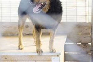 Best Service Dog Training Programs Near Me: Find Your Match My Caring Dog – Tips, Stories, and Care Guides for Loving Pet Owners Best Service Dog Training Programs Near Me: Find Your Match | My Caring Dog – Tips, Stories, and Care Guides for Loving Pet Owners