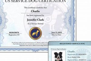 Complete Guide to American Service Dog Certification My Caring Dog – Tips, Stories, and Care Guides for Loving Pet Owners Complete Guide to American Service Dog Certification | My Caring Dog – Tips, Stories, and Care Guides for Loving Pet Owners