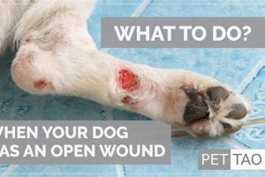 Dog Wounds Care My Caring Dog – Tips, Stories, and Care Guides for Loving Pet Owners Dog Wounds Care | My Caring Dog – Tips, Stories, and Care Guides for Loving Pet Owners