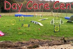 Best Dog Day Care in Stevenage | Top Kennels | My Caring Dog – Tips, Stories, and Care Guides for Loving Pet Owners