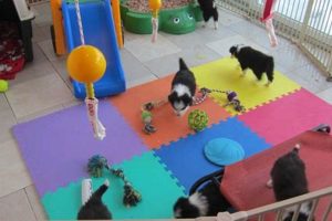 Best Puppy Play Areas & Parks: Car Dog Adventures My Caring Dog – Tips, Stories, and Care Guides for Loving Pet Owners Best Puppy Play Areas & Parks: Car Dog Adventures | My Caring Dog – Tips, Stories, and Care Guides for Loving Pet Owners