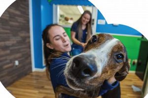Best Dog Day Care in Spartanburg SC: Top Picks My Caring Dog – Tips, Stories, and Care Guides for Loving Pet Owners Best Dog Day Care in Spartanburg SC: Top Picks | My Caring Dog – Tips, Stories, and Care Guides for Loving Pet Owners