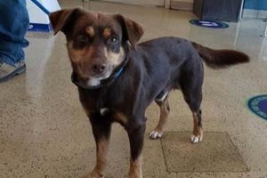 Adopt St. Louis Humane Society Puppies Today! My Caring Dog – Tips, Stories, and Care Guides for Loving Pet Owners Adopt St. Louis Humane Society Puppies Today! | My Caring Dog – Tips, Stories, and Care Guides for Loving Pet Owners
