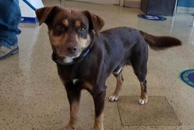 Adopt St. Louis Humane Society Puppies Today! My Caring Dog – Tips, Stories, and Care Guides for Loving Pet Owners Adopt St. Louis Humane Society Puppies Today! | My Caring Dog – Tips, Stories, and Care Guides for Loving Pet Owners