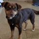 Adopt St. Louis Humane Society Puppies Today! | My Caring Dog – Tips, Stories, and Care Guides for Loving Pet Owners