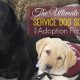Support Dogs for Career Changes: A New Path | My Caring Dog – Tips, Stories, and Care Guides for Loving Pet Owners