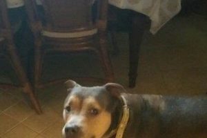 Best Dog Day Care in Staten Island, NY My Caring Dog – Tips, Stories, and Care Guides for Loving Pet Owners Best Dog Day Care in Staten Island, NY | My Caring Dog – Tips, Stories, and Care Guides for Loving Pet Owners
