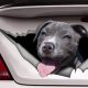 Cool Dog Car Stickers & Decals | My Caring Dog – Tips, Stories, and Care Guides for Loving Pet Owners