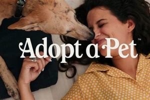 Best St. Louis Dog Rescue Groups & Adoption Centers | My Caring Dog – Tips, Stories, and Care Guides for Loving Pet Owners